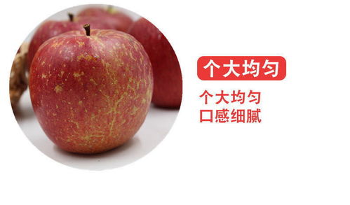 大涼山鹽源丑蘋果 冰糖心紅富士，應(yīng)季脆甜新鮮直達